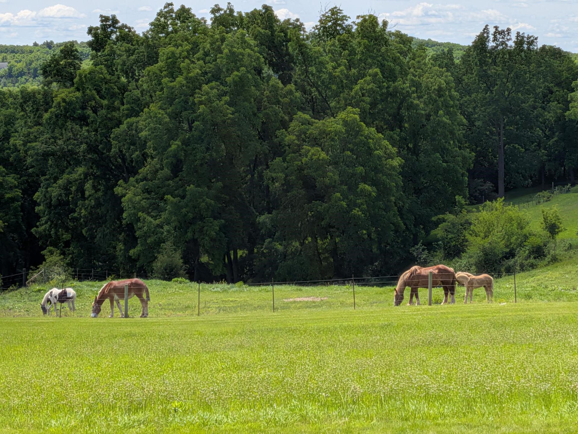 Neighboring Horses