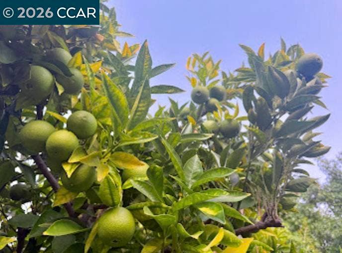 MATURE FRUIT TREES