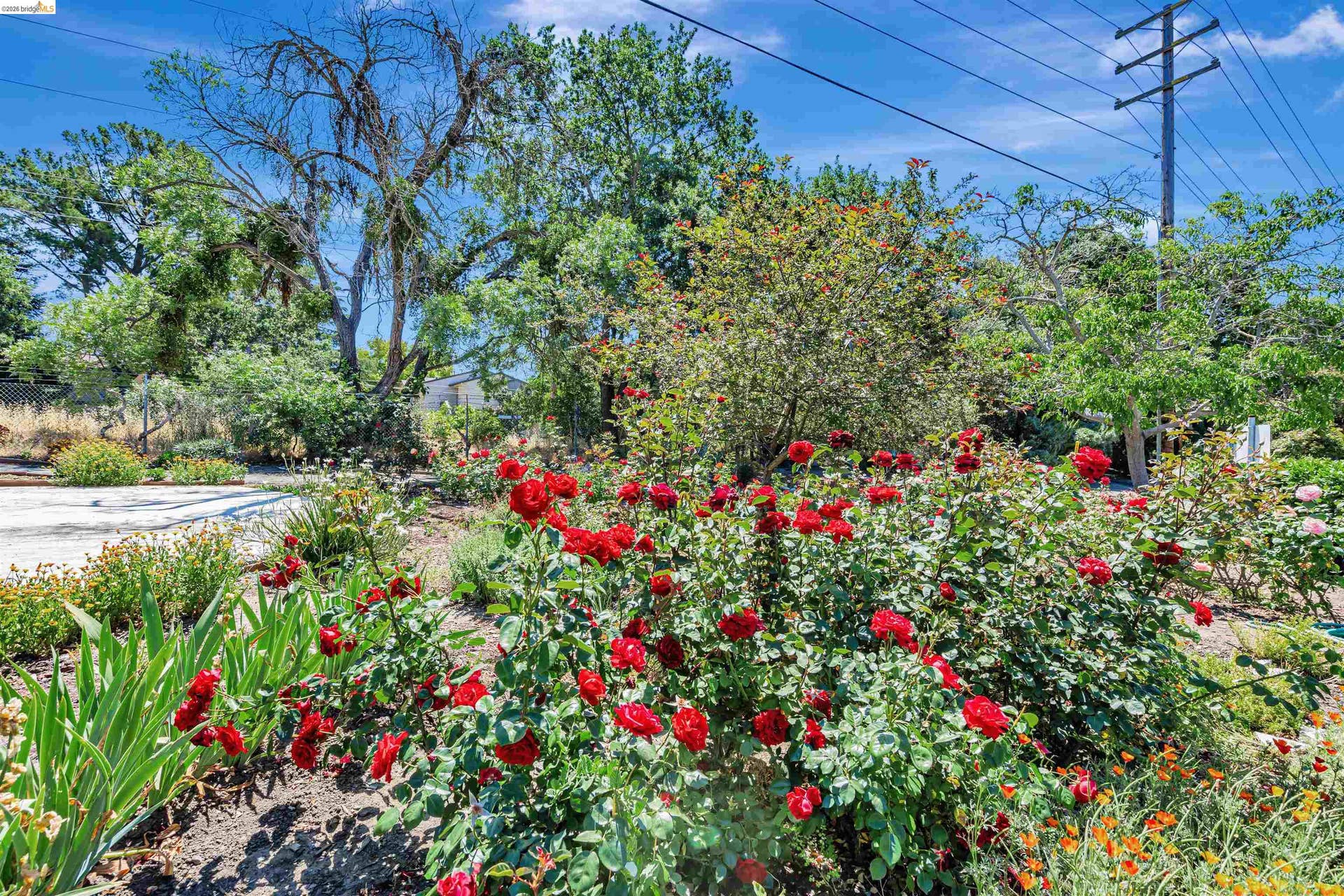 Manicured garden beds with blooming red roses and varied plantings