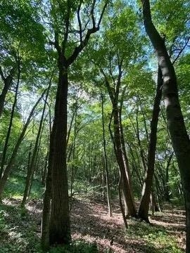 12 Wooded Acres Observatory Road, Cross Plains, WI 53528