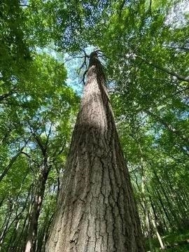 12 Wooded Acres Observatory Road, Cross Plains, WI 53528