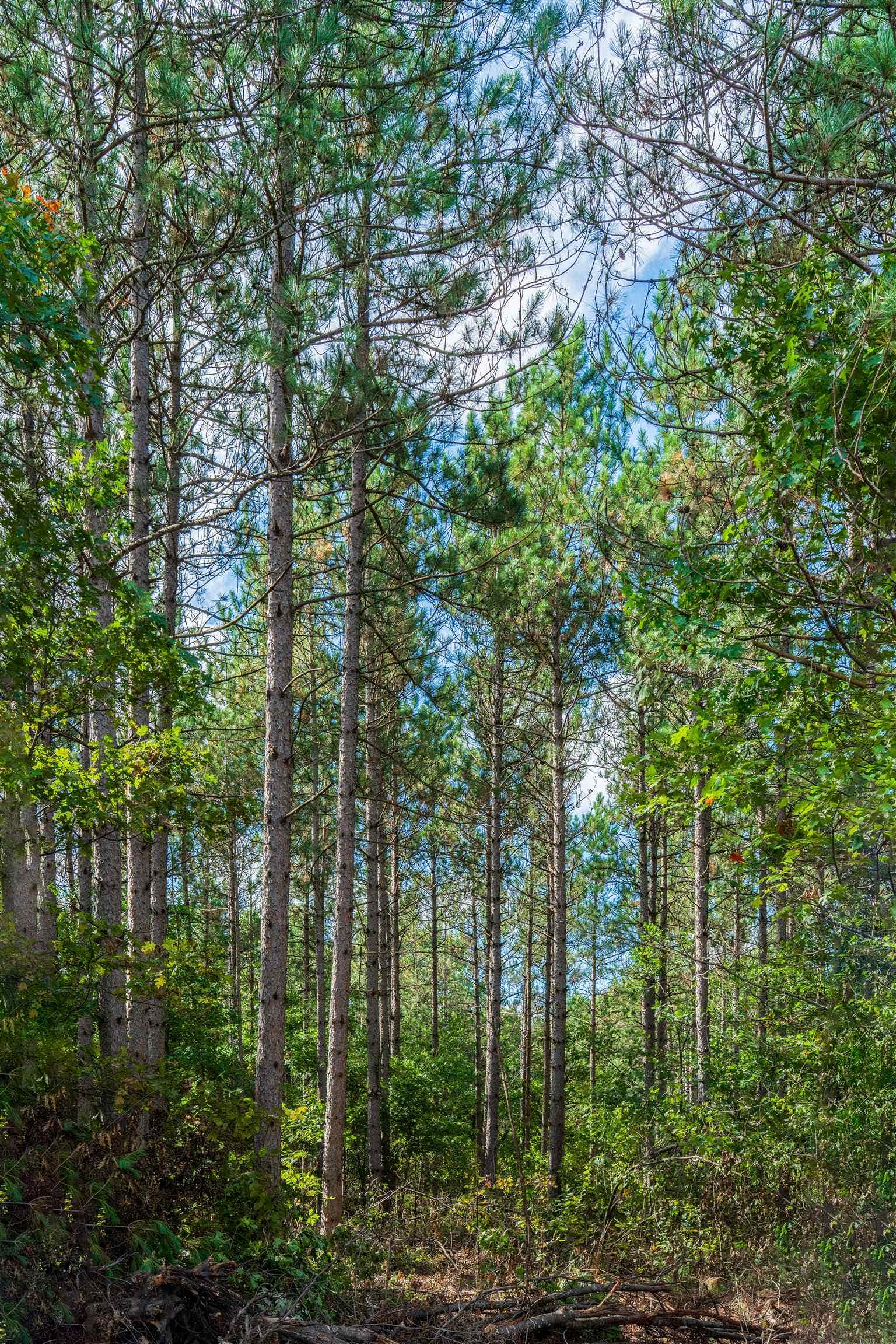 200AC Channey Rd Acres, Bridge Creek, WI 54729