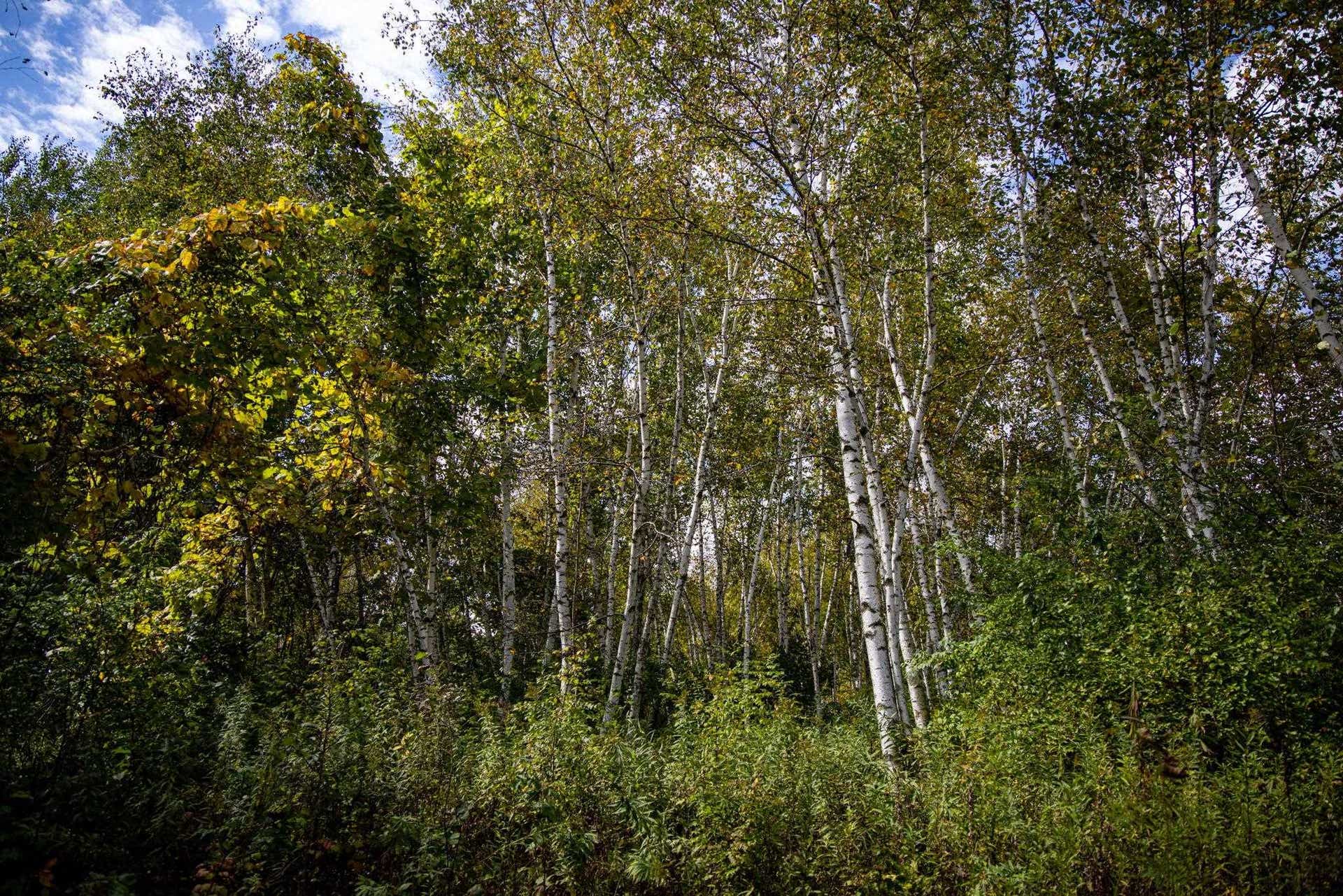 0 Moen Coulee Road, Ettrick, WI 54627