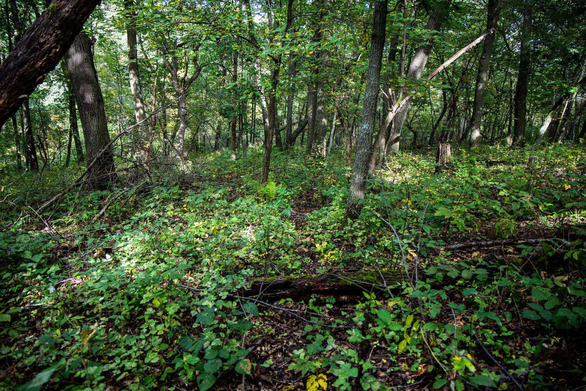 0 Moen Coulee Road, Ettrick, WI 54627