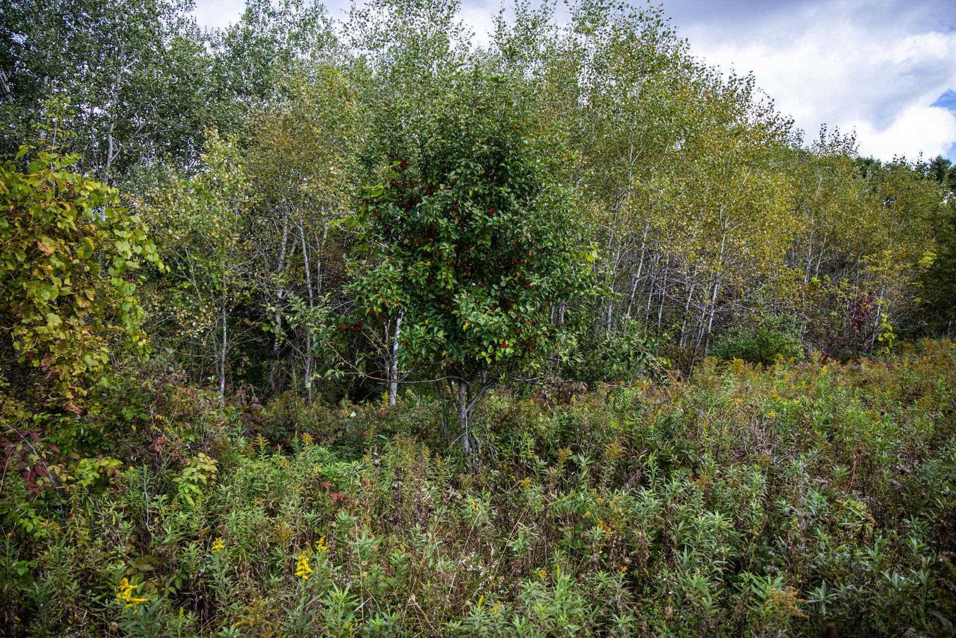 0 Moen Coulee Road, Ettrick, WI 54627