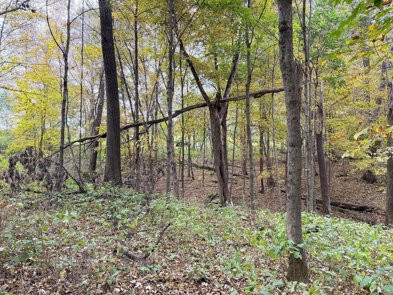 19120 Whiteaker Cemetery Lane, Scott, WI 54631
