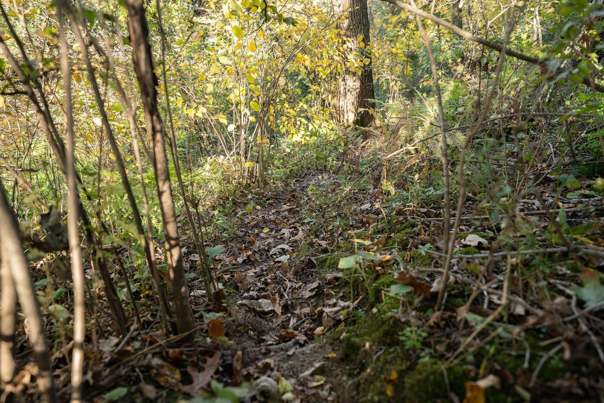 34.06 acres Highway 131, Wilton, WI 54670