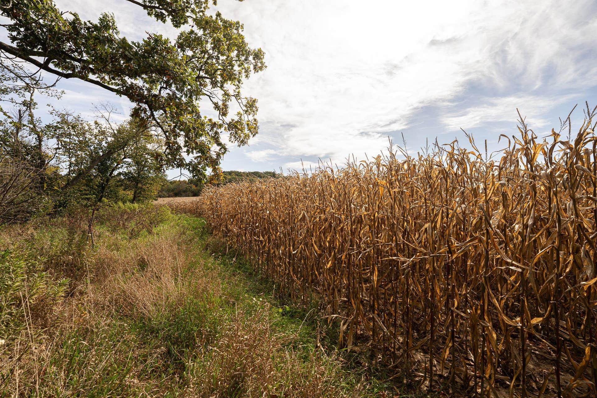34.06 acres Highway 131, Wilton, WI 54670