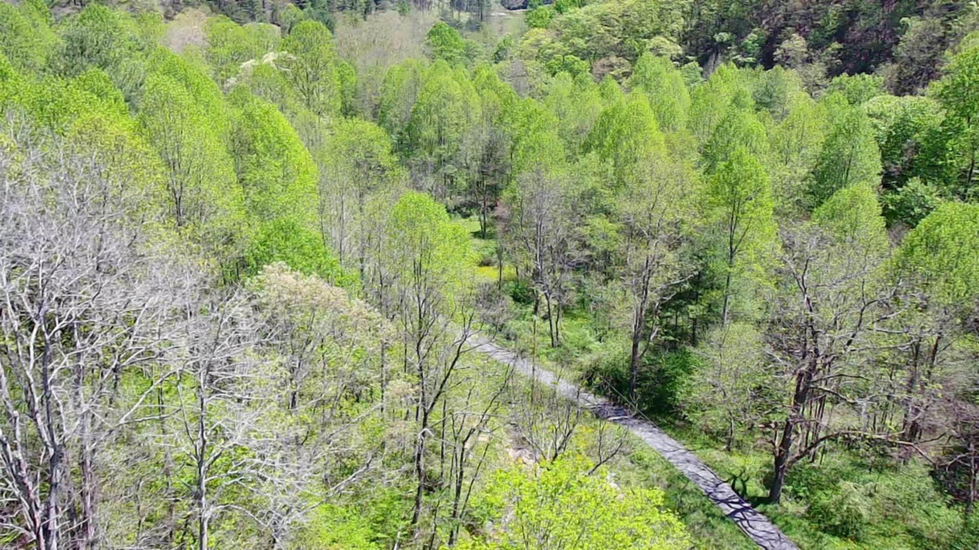 TBD Bob Byrd Road, Spanishburg, WV 25922