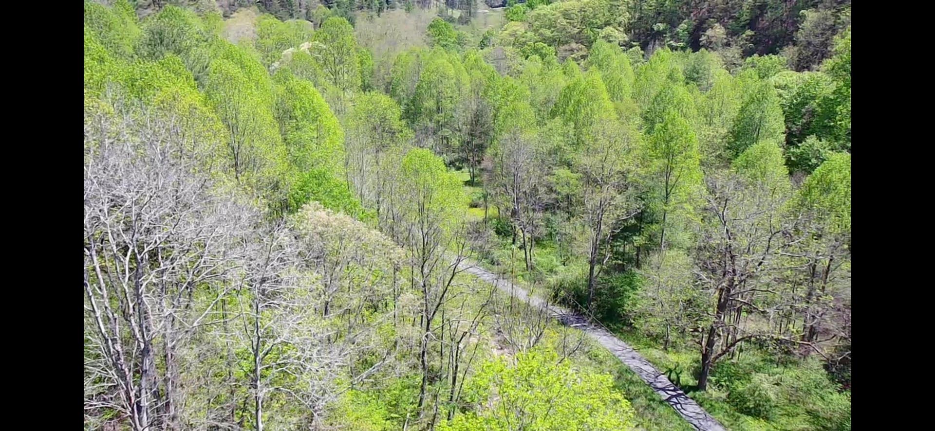 TBD Bob Byrd Road, Spanishburg, WV 25922