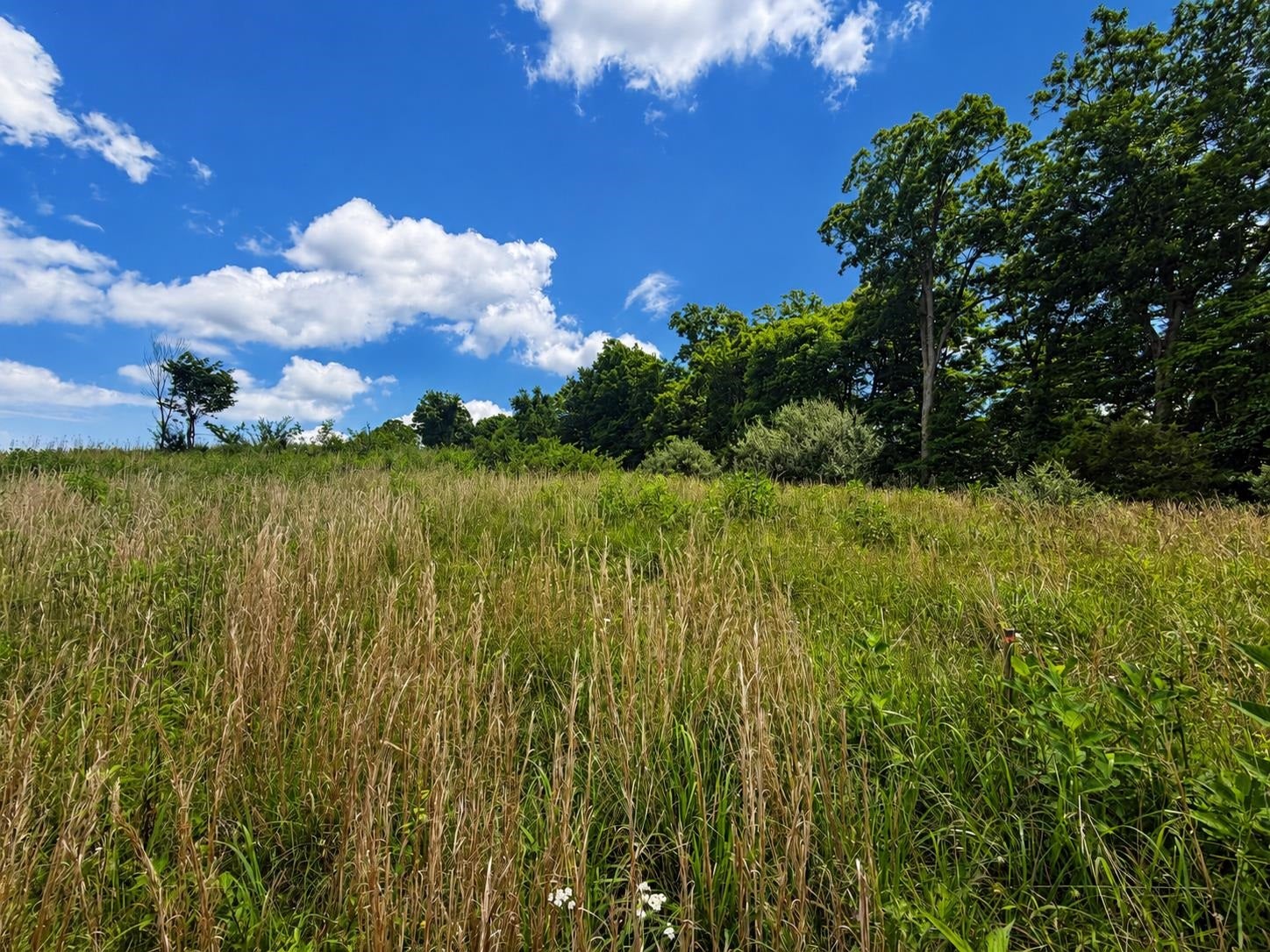 Lot 4 Green Tree Road, Pembroke, VA 24136