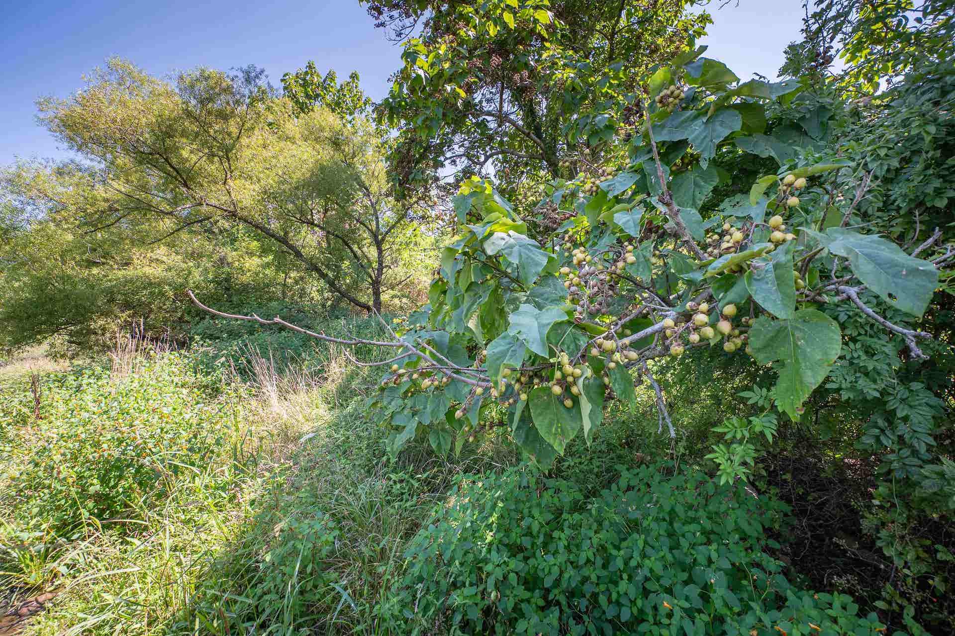 TBD Crystal Lane, Narrows, VA 24124