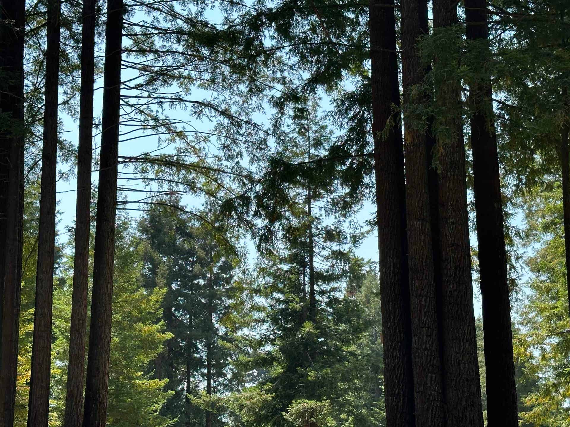 300 Bell Hole Loop, Crescent City, CA 95531
