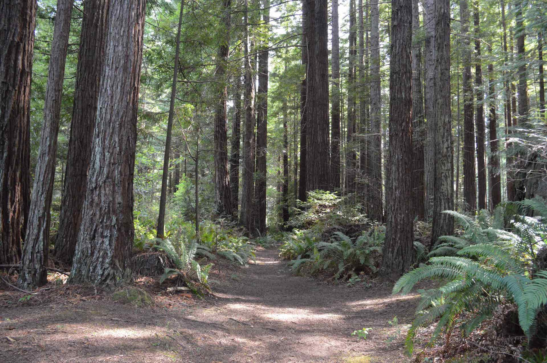 4885 Wonder Stump Road, Crescent City, CA 95531-9999