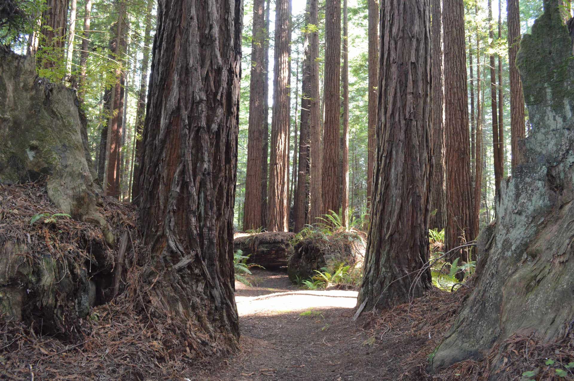 4885 Wonder Stump Road, Crescent City, CA 95531-9999
