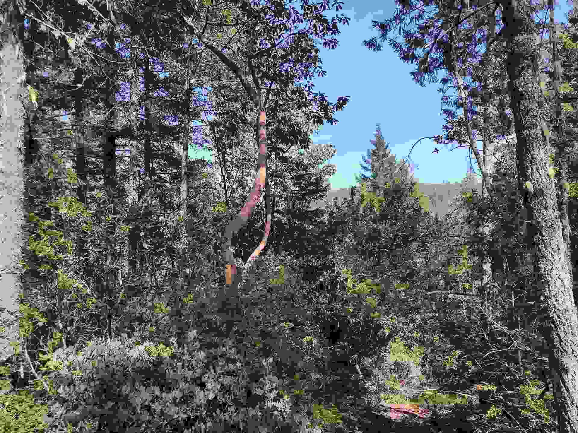 000 High Mountain Road, Crescent City, CA 95531