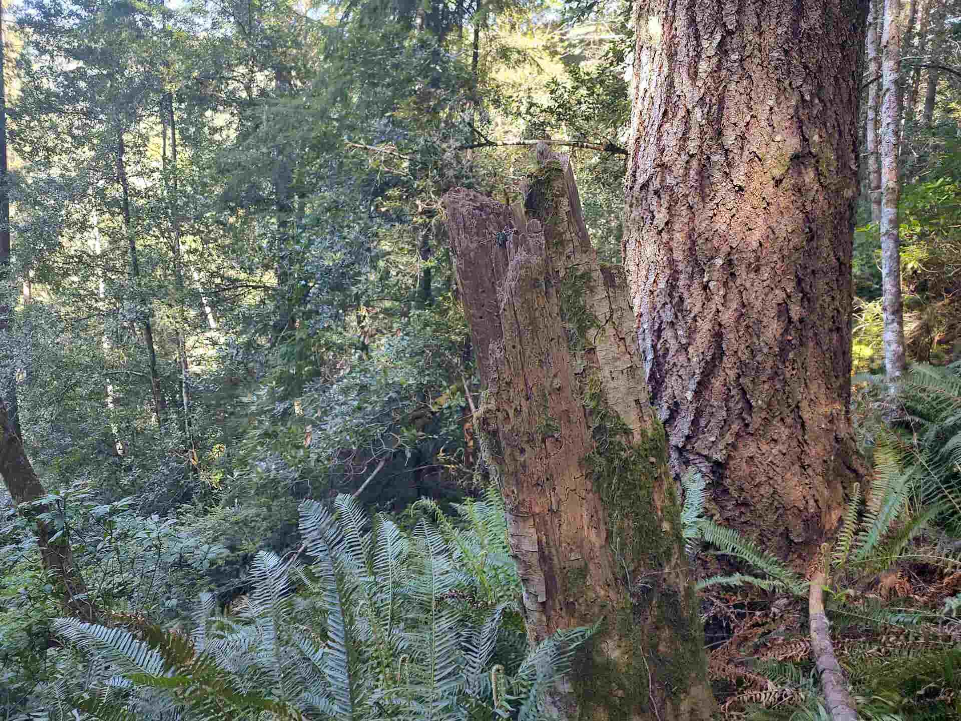 000 High Mountain Road, Crescent City, CA 95531