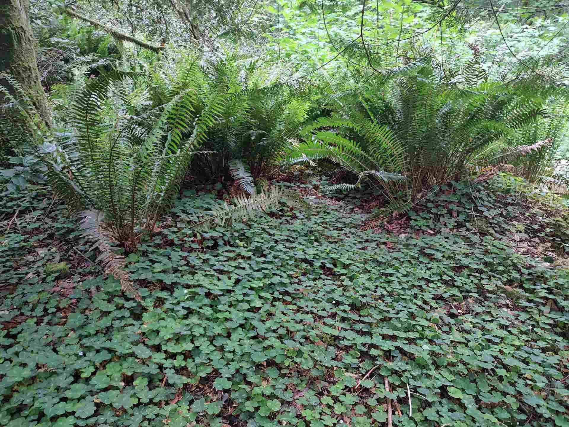 000 High Mountain Road, Crescent City, CA 95531