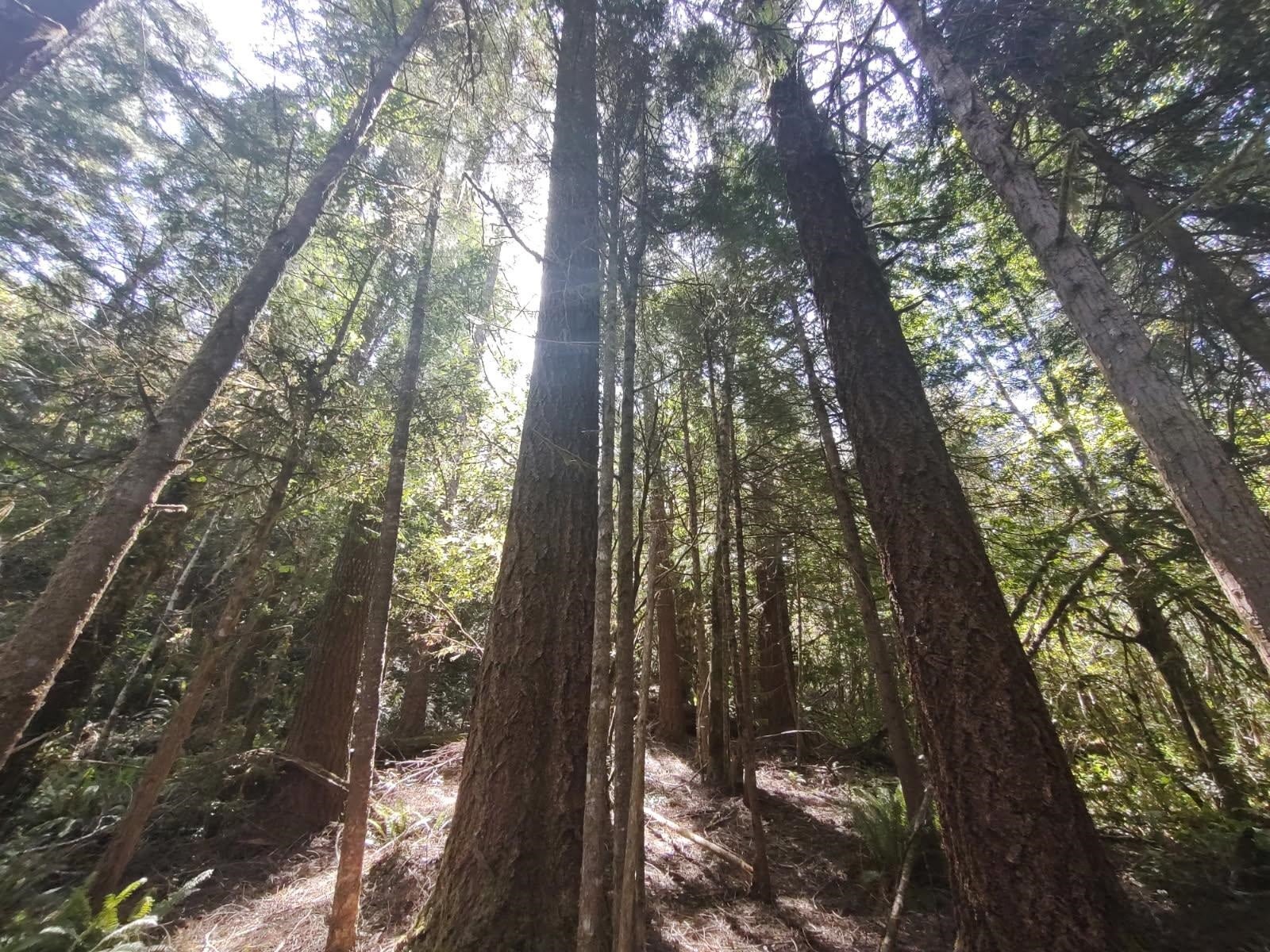 000 High Mountain Road, Crescent City, CA 95531