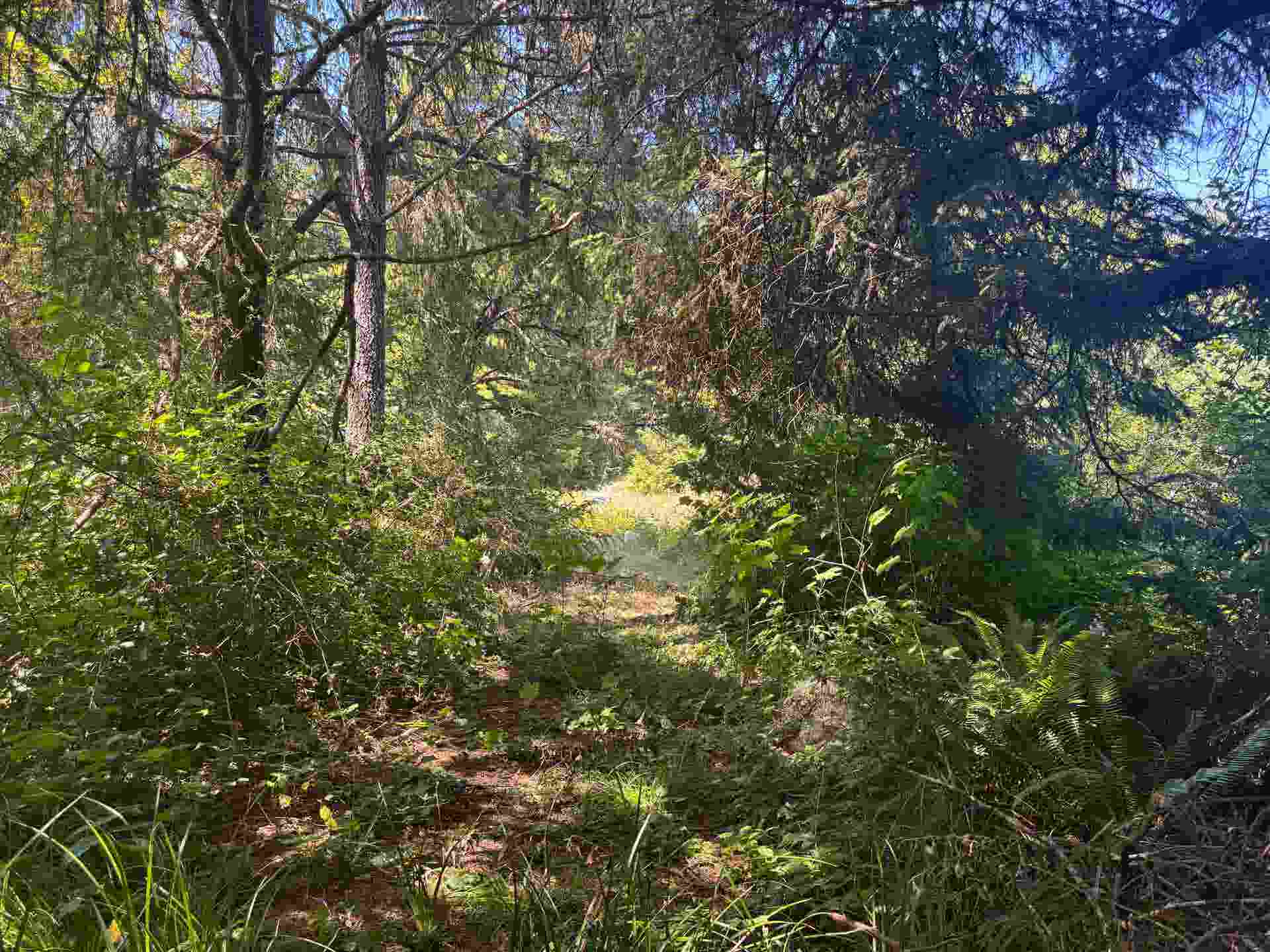 2035 Morehead Road, Crescent City, CA 95531-2317