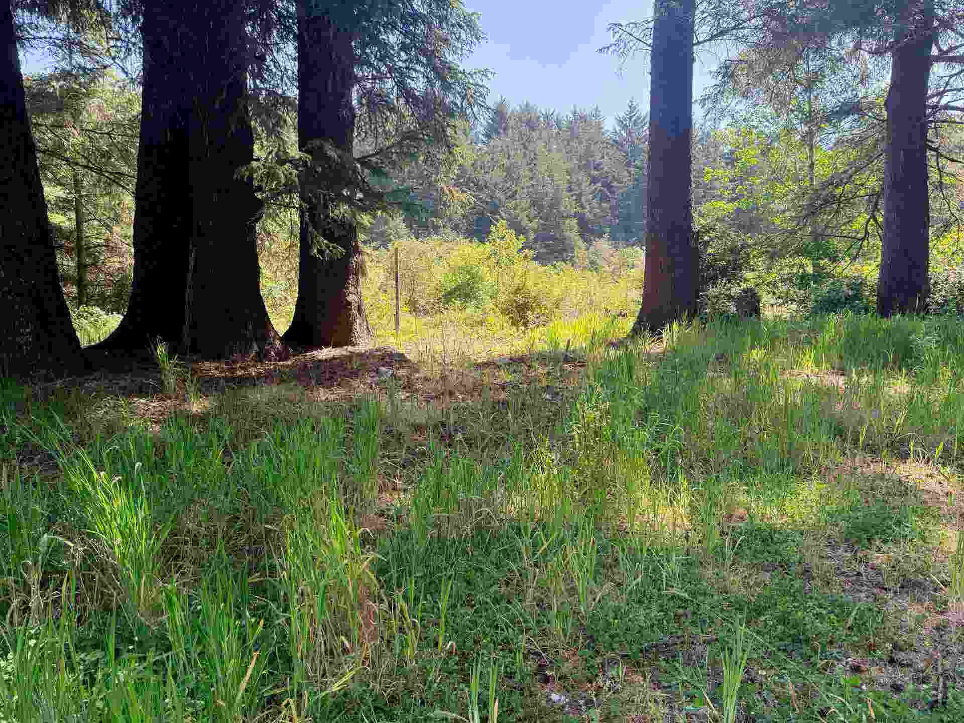 1811 W Jefferson Street, Crescent City, CA 95531-5561