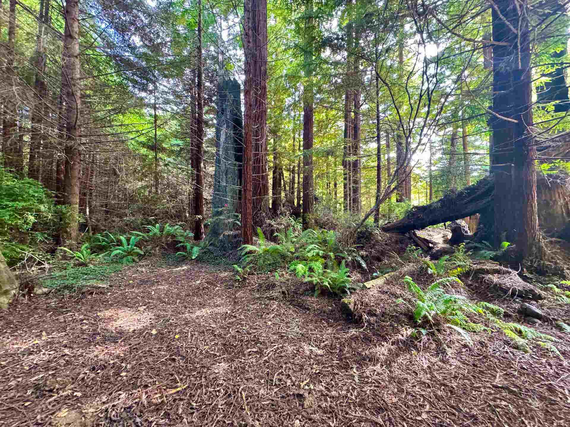 180 Madeleine Lane, Crescent City, CA 95531
