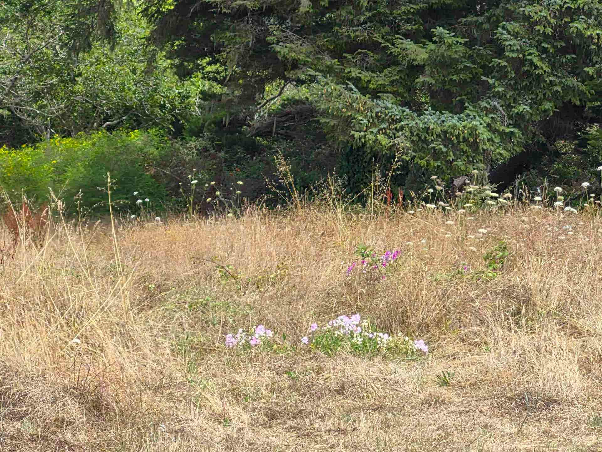 2131 Harmony Lane, Crescent City, CA 95531-7461