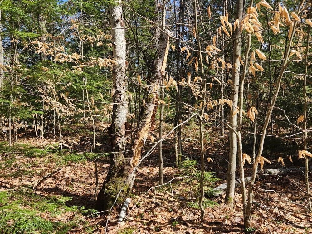 1 West Main Street, #233-1, Hillsborough, NH 03244
